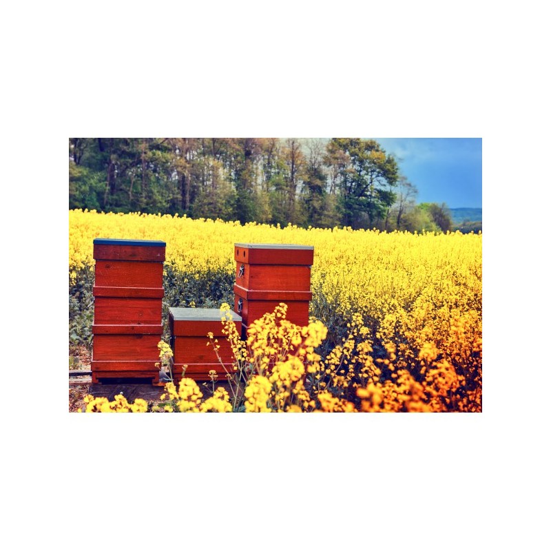 Lasure Oxyde Vert Sans Solvant, Tullo Galtane, Protection Écologique