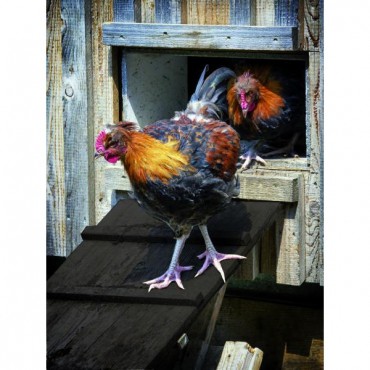 Tanin vert solution monocouche pour bois extérieur brut jardin palissade...