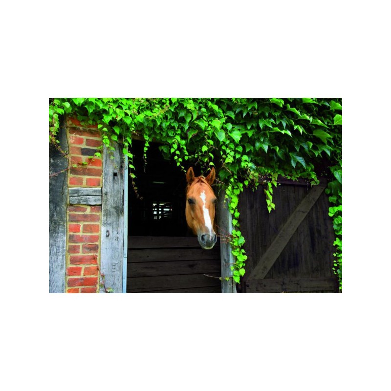 Tanin rouge solution monocouche pour bois extérieur brut jardin palissade...