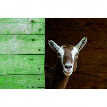 Tanin noir solution monocouche pour bois extérieur brut jardin palissade...