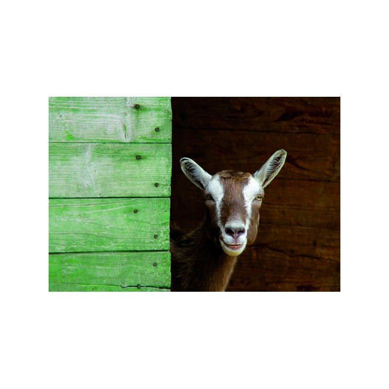 Tanin tourbe solution monocouche pour bois extérieur brut jardin palissade...