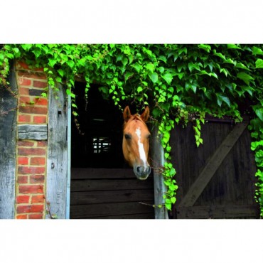 Tanin tourbe solution monocouche pour bois extérieur brut jardin palissade...