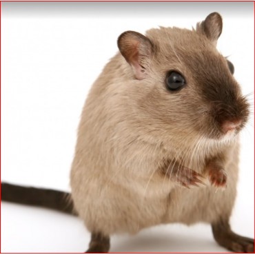 Répulsif rongeurs PPM : 40 sachets de 25 g