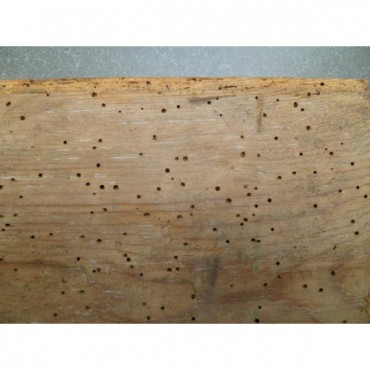 HM1 Traitement écologique anti parasites du bois contre les vrillettes pour meubles et parquets