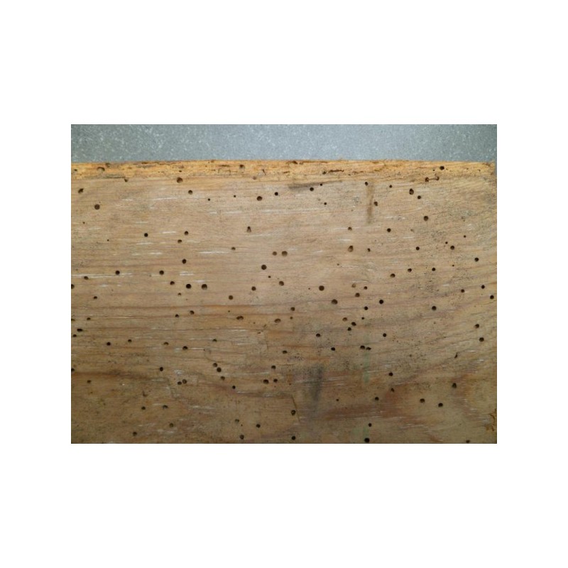 HM1 Traitement écologique anti parasites du bois contre les vrillettes pour meubles et parquets