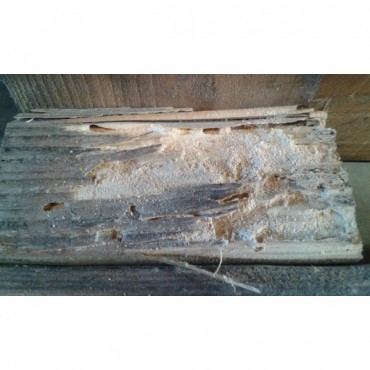 Traitement Curatif et Préventif pour Bois Wood Bliss Galtane contre les parasites du bois et champignons