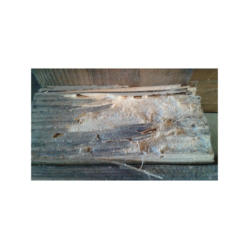 Traitement Curatif et Préventif pour Bois Wood Bliss Galtane contre les parasites du bois et champignons