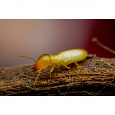 Traitement Curatif et Préventif pour Bois Wood Bliss Galtane contre les parasites du bois et champignons