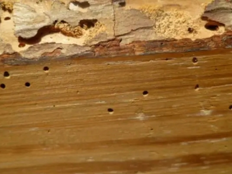 Protection des bois